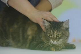 2024 Hangzhou International Purebred Cat Tasting Competition