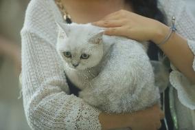 2024 Hangzhou International Purebred Cat Tasting Competition