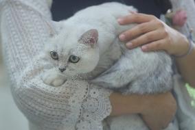 2024 Hangzhou International Purebred Cat Tasting Competition