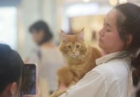 2024 Hangzhou International Purebred Cat Tasting Competition