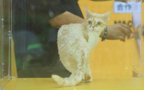 2024 Hangzhou International Purebred Cat Tasting Competition