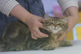 2024 Hangzhou International Purebred Cat Tasting Competition