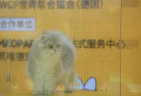 2024 Hangzhou International Purebred Cat Tasting Competition