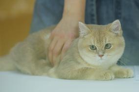 2024 Hangzhou International Purebred Cat Tasting Competition