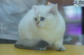 2024 Hangzhou International Purebred Cat Tasting Competition