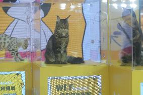 2024 Hangzhou International Purebred Cat Tasting Competition