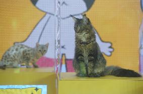 2024 Hangzhou International Purebred Cat Tasting Competition