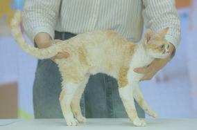 2024 Hangzhou International Purebred Cat Tasting Competition