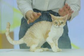 2024 Hangzhou International Purebred Cat Tasting Competition