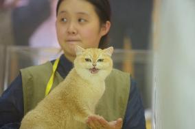 2024 Hangzhou International Purebred Cat Tasting Competition