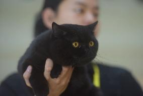 2024 Hangzhou International Purebred Cat Tasting Competition