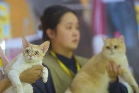 2024 Hangzhou International Purebred Cat Tasting Competition