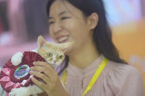 2024 Hangzhou International Purebred Cat Tasting Competition