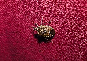 Brown Marmorated Stink Bug (Halyomorpha Halys) - Animal India