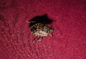 Brown Marmorated Stink Bug (Halyomorpha Halys) - Animal India