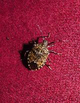 Brown Marmorated Stink Bug (Halyomorpha Halys) - Animal India