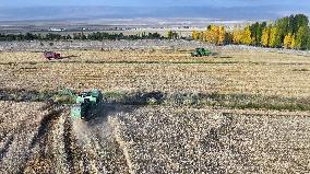 Wheat Harvest in Xinjiang