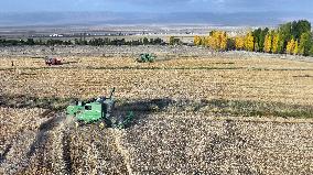 Wheat Harvest in Xinjiang