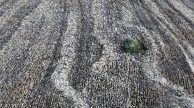 Wheat Harvest in Xinjiang