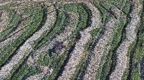 Wheat Harvest in Xinjiang