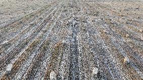 Wheat Harvest in Xinjiang