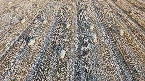 Wheat Harvest in Xinjiang