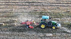 Wheat Harvest in Xinjiang