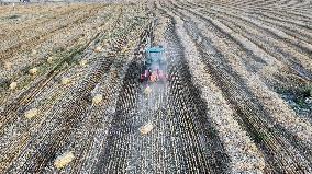 Wheat Harvest in Xinjiang