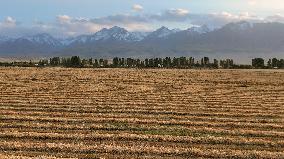 Wheat Harvest in Xinjiang