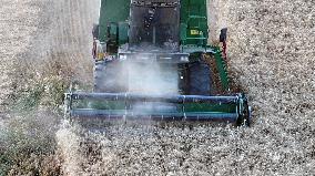 Wheat Harvest in Xinjiang