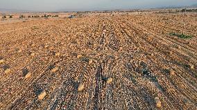 Wheat Harvest in Xinjiang