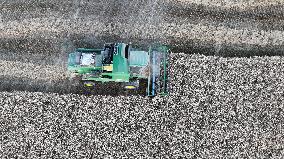 Wheat Harvest in Xinjiang