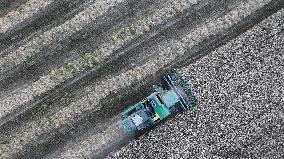 Wheat Harvest in Xinjiang