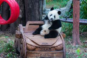 International Panda Day