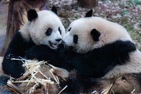 International Panda Day