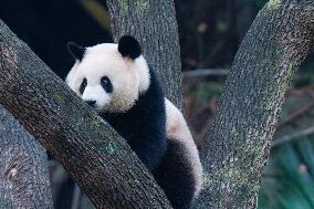 International Panda Day