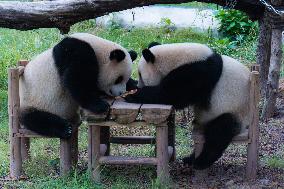 International Panda Day