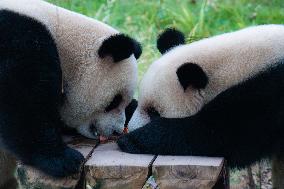 International Panda Day