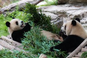 International Panda Day