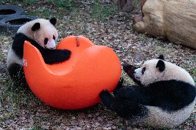 International Panda Day