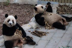 International Panda Day