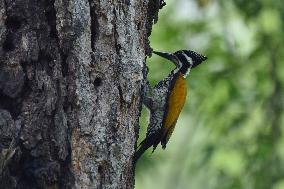 India Wildlife