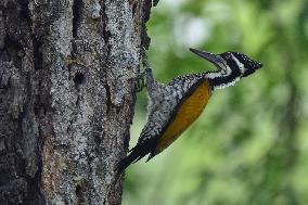 India Wildlife