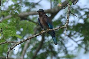 India Wildlife