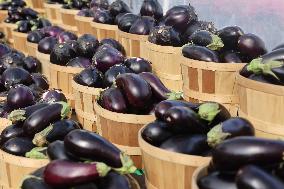 Farmers Market In Markham