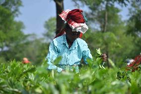 Daily Life In India