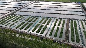 Rice Paddy Aquaculture Industry