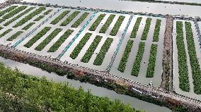 Rice Paddy Aquaculture Industry