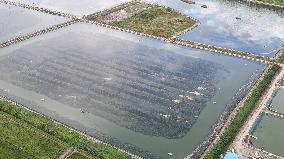 Rice Paddy Aquaculture Industry