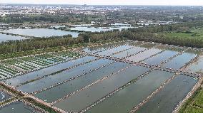 Rice Paddy Aquaculture Industry